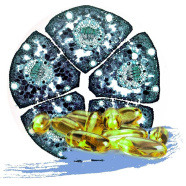 ALIVE ДЛЯ ЗДОРОВ'Я ТА РЕГЕНЕРАЦІЇ